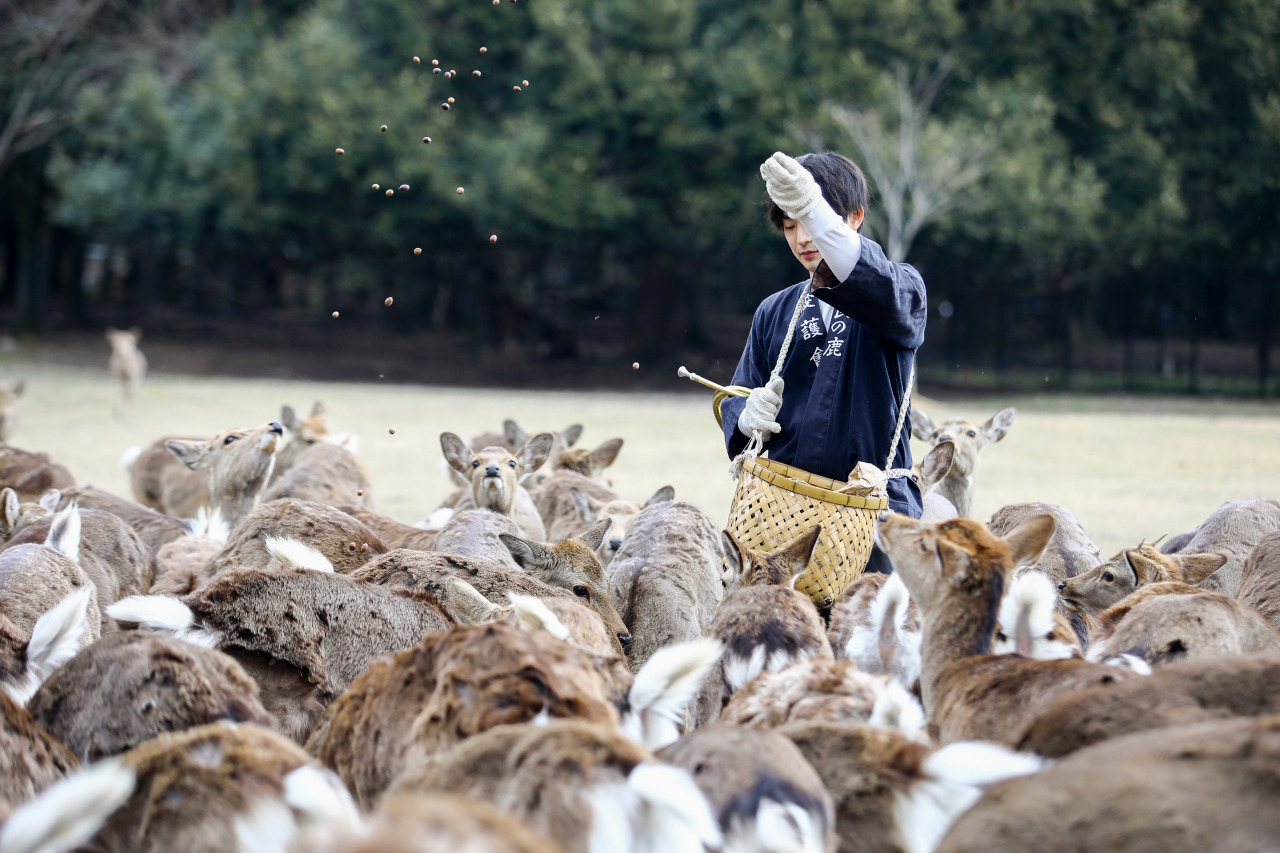 奈良 春日大社
神鹿号角·专属神域臻享体验-2