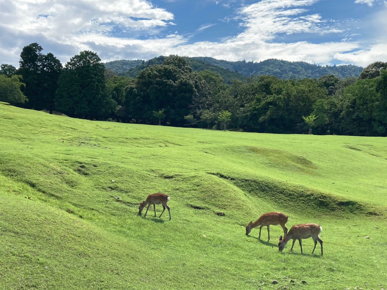 奈良 春日大社
神鹿号角·专属神域臻享体验-4