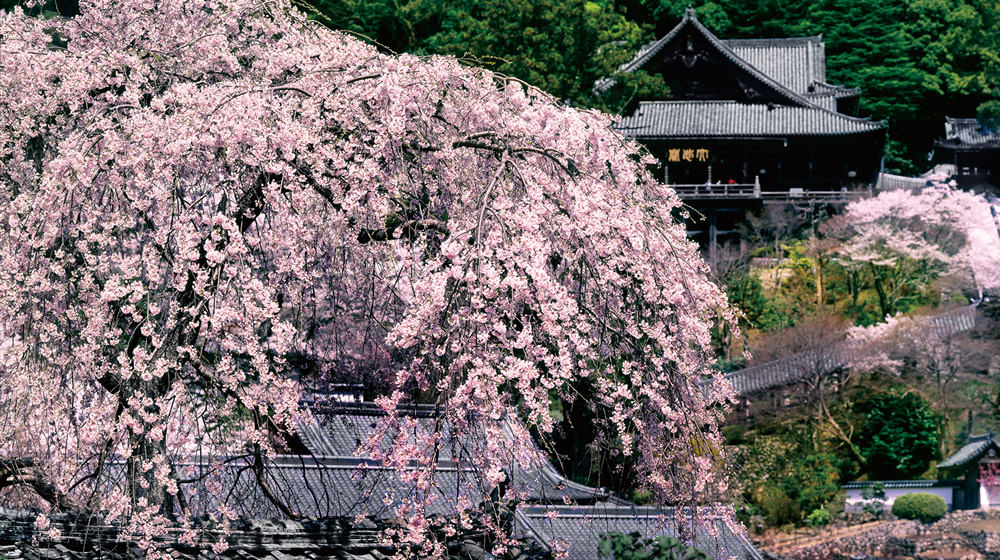 奈良 长谷寺
触及观音之足 · 十一面观音特别祈愿参拜-4